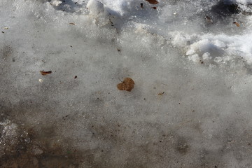 Snow melts on the ground and on last year’s leaves