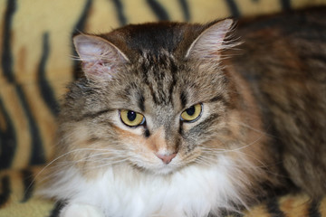 Obraz premium beautiful longhaired cat
