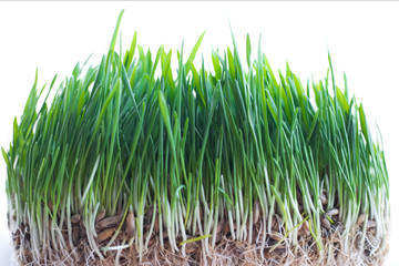  Sprouted grains, young grass