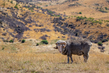 A merino ram with horns standing in a dry Canterbury field in summertime
