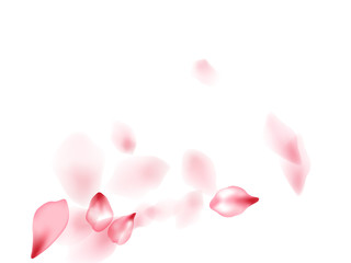 Pink sakura flower flying petals isolated on white vector background.