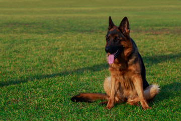 Dog breed German Shepherd