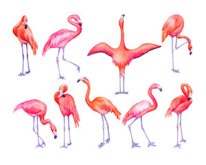 Set of tropical pink flamingos bird (flame-colored) in different poses. Hand drawn watercolor painting illustration isolated on white background.