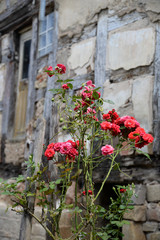 Rosen an Fachwerkhaus