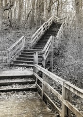 Stairway in the woods