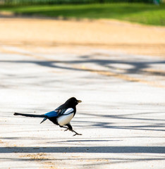 Happy magpie jumping on an alley in Hyde Park