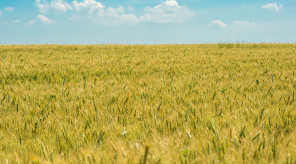 Golden spring field of grain on sunny day with blue sky and white clouds. Wheat field under blue sky on sunny day. Rural Landscape. Blue sky with fluffy clouds.