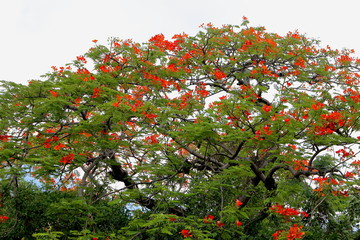 Couleur flamboyante