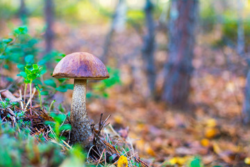 mushroom in the forest. Concept: outdoor recreation while collecting mushrooms in the forest. healthy, active lifestyle