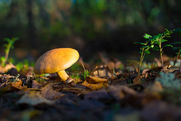 Fototapeta premium mushroom in the forest. Concept: outdoor recreation while collecting mushrooms in the forest. healthy, active lifestyle