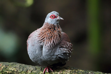 Speckled Pigeon (Columba guinea)