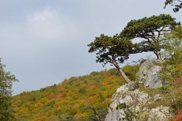 Herbstlicher Wald hinter Föhren auf Felsen