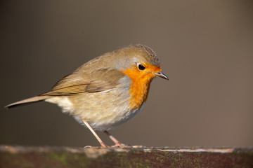European Robin (Erithacus rubecula) in the nature protection area Moenchbruch near Frankfurt, Germany.