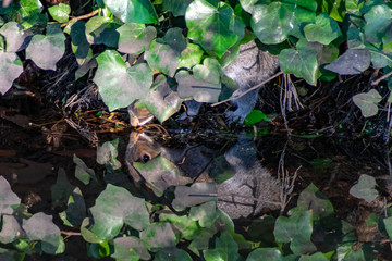 Mirror image water reflection as a grey squirrel drinks water from a river whilst hiding under vegetation