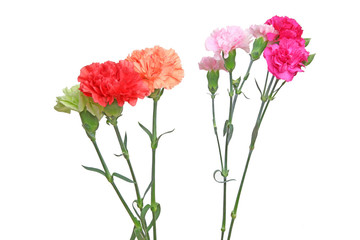 カーネーション