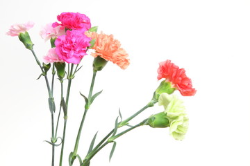 カーネーション