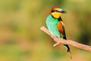 Spring bee-eater sitting on a branch