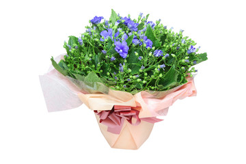 ラッピングされた植木鉢に植えられたシネラリア