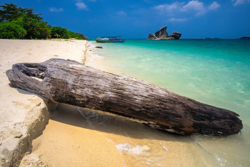 Old wood lying on a sunny sandy beach