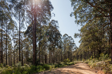 View of a beautiful temperate rainforest near Melbourne in Victoria, Australia