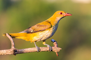 yellow bird with a red beak, oriole