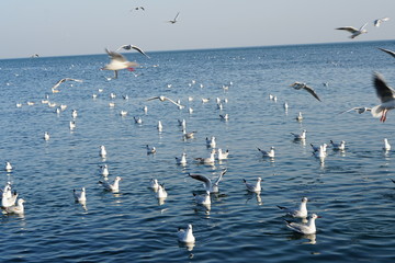 Seagulls, off the coast of Odessa