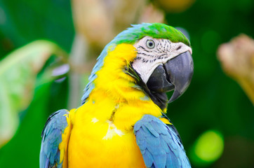 Macaw