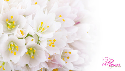 Background of white flowers
