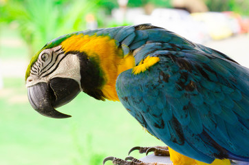 Macaw