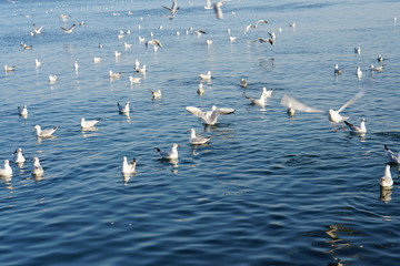 Seagulls, off the coast of Odessa