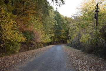 Fototapeta premium Road in the forest in autumn