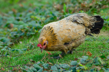 Hen on the grass