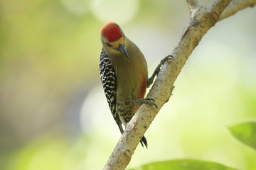 A glance of the forest with beautiful Red-crowned Woodpecker Melanerpes rubricapillus bird perched in the rainforest 