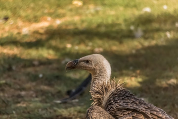 View of a Griffon vulture, a typical Eurasian griffon