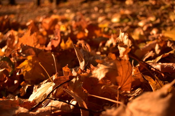 Maple leaves in autumn on the ground 