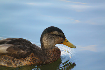 duck in the water