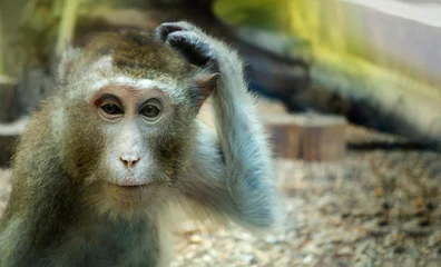  monkey scratching his head, the animal began to think © Chepko Danil