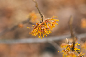 yellow vernal witch hazel flowers. hamamelis vernalis.	