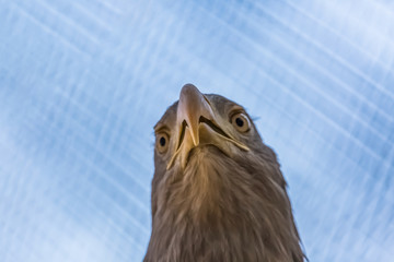 Detailed view of a white tailed eagle head, a typical Eurasian eagle © Miguel Almeida