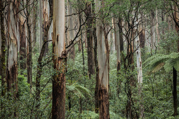 View of a beautiful temperate rainforest near Melbourne in Victoria, Australia © Michael Evans
