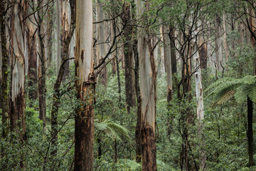 View of a beautiful temperate rainforest near Melbourne in Victoria, Australia