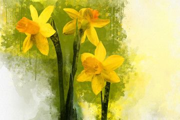 Watercolor daffodils. Hand drawn watercolor spring flowers perfect for design greeting card or print. © britaseifert