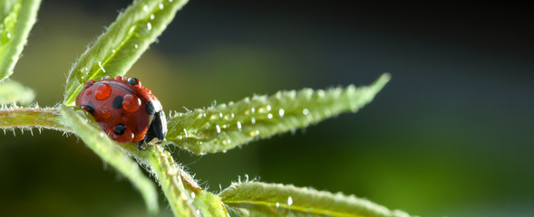 red ladybug on green leaf, ladybird creeps on stem of plant in spring in garden summer