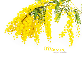 Branches of mimosa isolated on white background