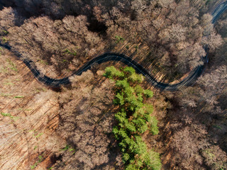 Mountain Curvy Road, Spring Time