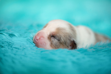 A small Corgi Cardigan puppy on a blue blanket