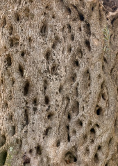 seamless texture of the olive tree. high detail and quality.