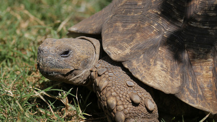Obraz premium Tortuga en Adís Abeba
