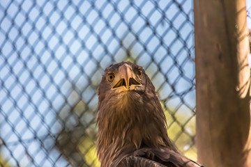 Detailed view of a white tailed eagle head, a typical Eurasian eagle © Miguel Almeida