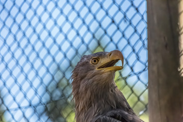 Detailed view of a white tailed eagle head, a typical Eurasian eagle © Miguel Almeida